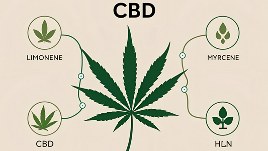 El Efecto Entourage: ¿Por qué el CBD funciona mejor con otros compuestos?