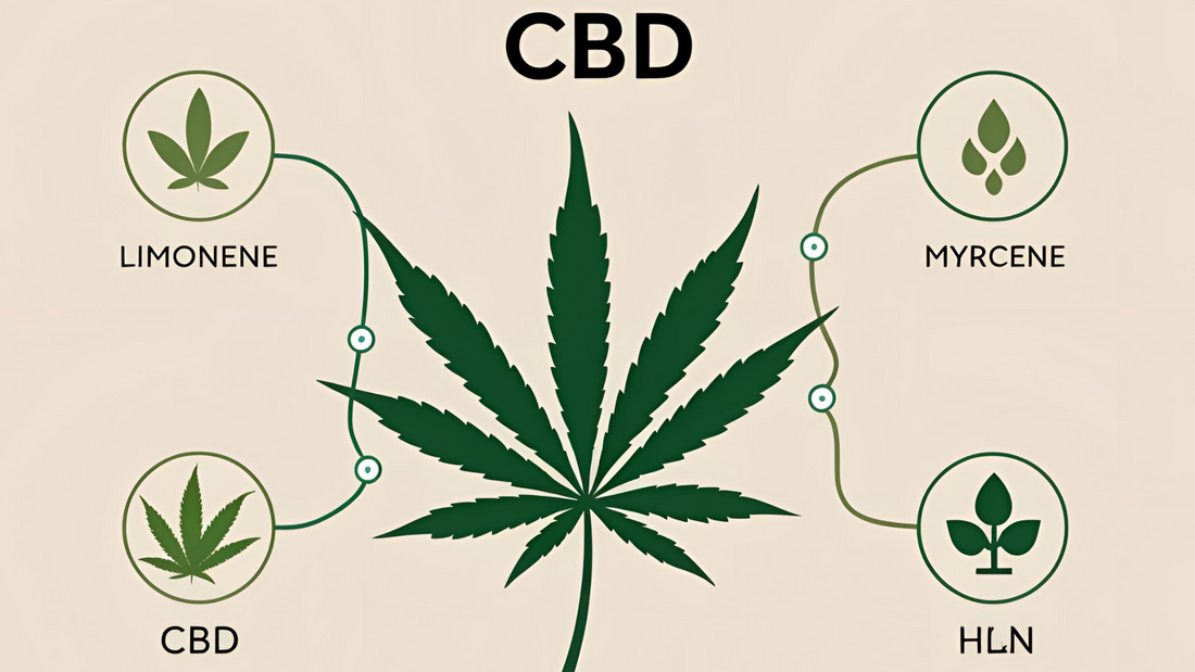 El Efecto Entourage: ¿Por qué el CBD funciona mejor con otros compuestos?