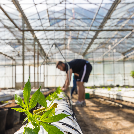 🌿 ¿Qué tipos de cultivo existen en el CBD?